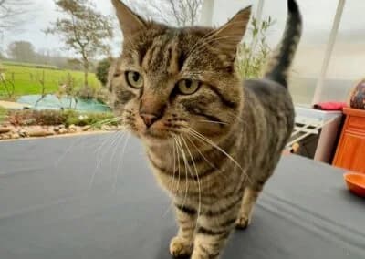 Rene,  Mixed Breed for adoption at Anihelp Tierhilfe, Anihelp photo 8