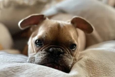 Rocky,  Mixed Breed for adoption at Anihelp Tierhilfe, Anihelp photo 3