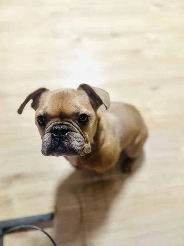 Rocky,  Mixed Breed for adoption at Anihelp Tierhilfe, Anihelp photo 4