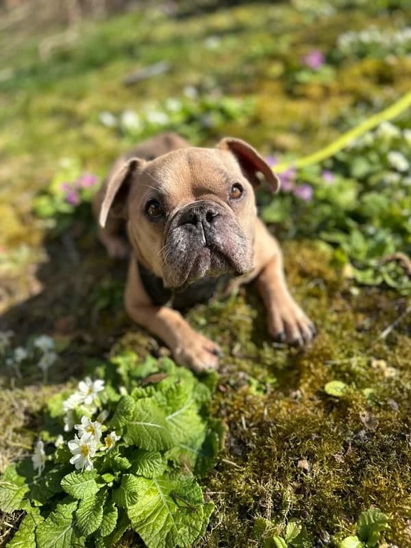 Rocky,  Mixed Breed for adoption at Anihelp Tierhilfe, Anihelp photo 5