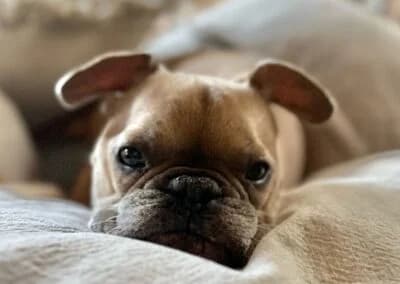 Rocky,  Mixed Breed for adoption at Anihelp Tierhilfe, Anihelp photo 6