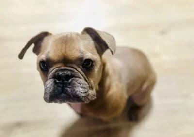 Rocky,  Mixed Breed for adoption at Anihelp Tierhilfe, Anihelp photo 7