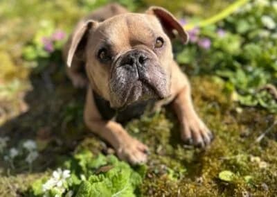 Rocky,  Mixed Breed for adoption at Anihelp Tierhilfe, Anihelp photo 8