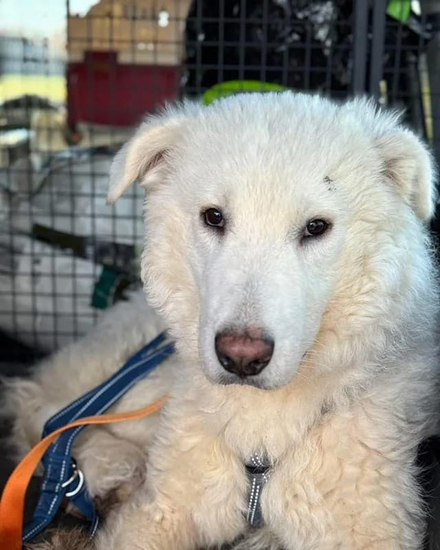 Taio, male Mixed Breed for adoption at Anihelp Tierhilfe, Anihelp photo 3