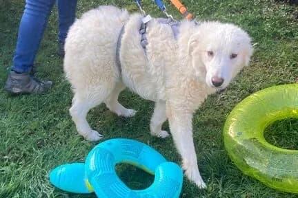 Taio, male Mixed Breed for adoption at Anihelp Tierhilfe, Anihelp photo 4