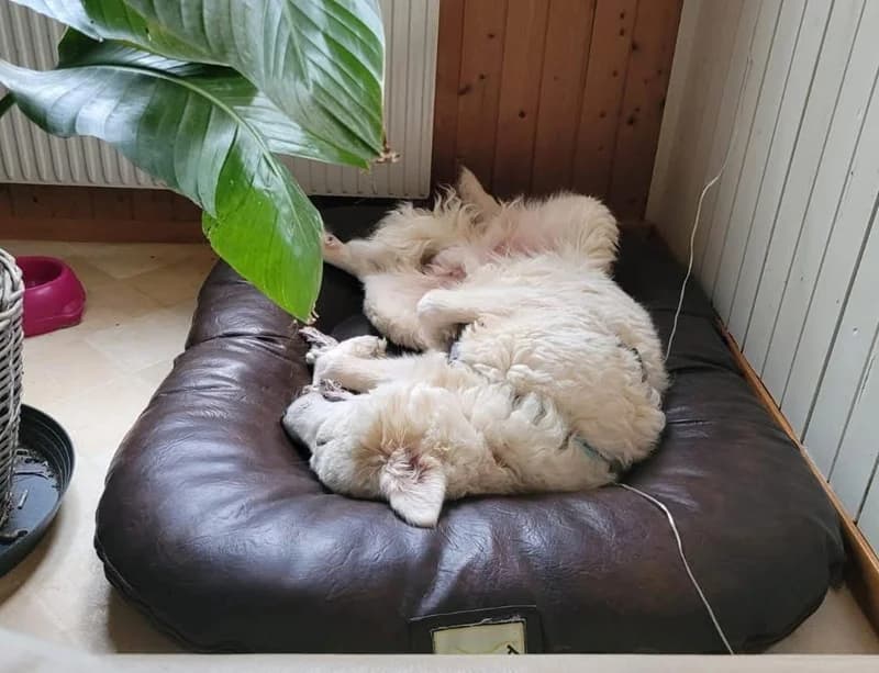 Taio, male Mixed Breed for adoption at Anihelp Tierhilfe, Anihelp photo 5