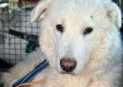 Taio, male Mixed Breed for adoption at Anihelp Tierhilfe, Anihelp photo 6