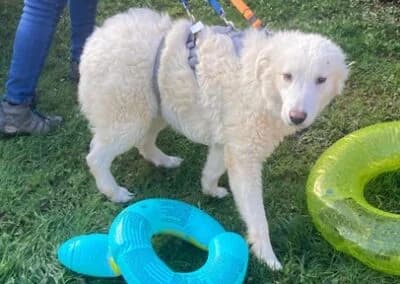 Taio, male Mixed Breed for adoption at Anihelp Tierhilfe, Anihelp photo 7