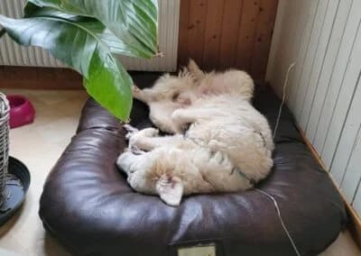 Taio, male Mixed Breed for adoption at Anihelp Tierhilfe, Anihelp photo 8