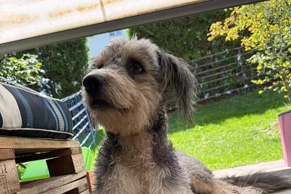 Willy,  Mixed Breed for adoption at Anihelp Tierhilfe, Anihelp photo 3