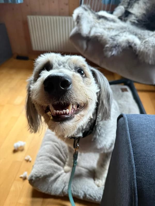 Willy,  Mixed Breed for adoption at Anihelp Tierhilfe, Anihelp photo 4