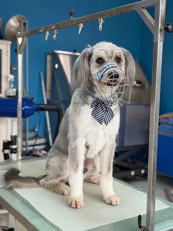 Willy,  Mixed Breed for adoption at Anihelp Tierhilfe, Anihelp photo 5