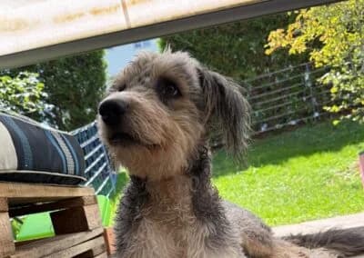 Willy,  Mixed Breed for adoption at Anihelp Tierhilfe, Anihelp photo 6