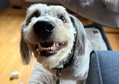 Willy,  Mixed Breed for adoption at Anihelp Tierhilfe, Anihelp photo 7