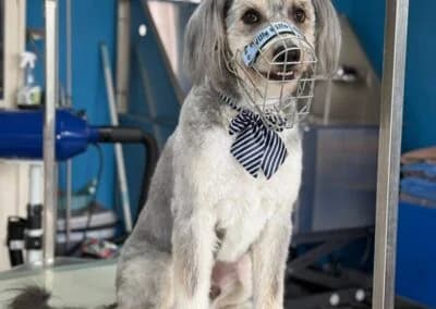 Willy,  Mixed Breed for adoption at Anihelp Tierhilfe, Anihelp photo 8