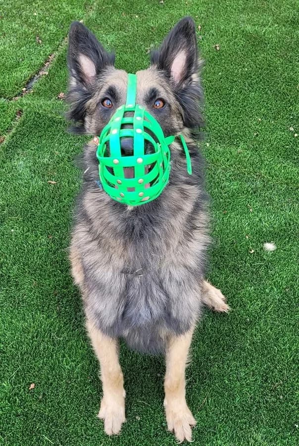 Wusa, male Mixed Breed for adoption at Anihelp Tierhilfe, Anihelp photo 5