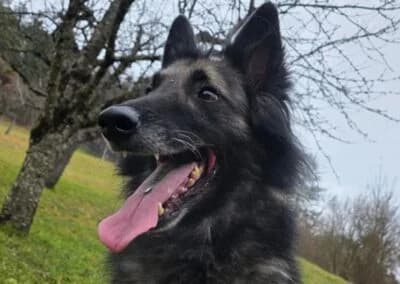 Wusa, male Mixed Breed for adoption at Anihelp Tierhilfe, Anihelp photo 6