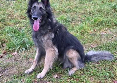 Wusa, male Mixed Breed for adoption at Anihelp Tierhilfe, Anihelp photo 7