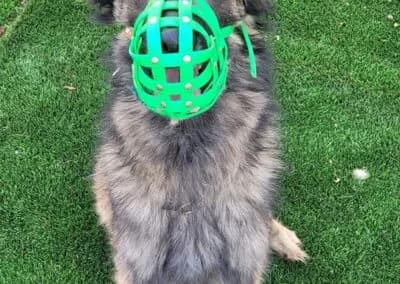 Wusa, male Mixed Breed for adoption at Anihelp Tierhilfe, Anihelp photo 8