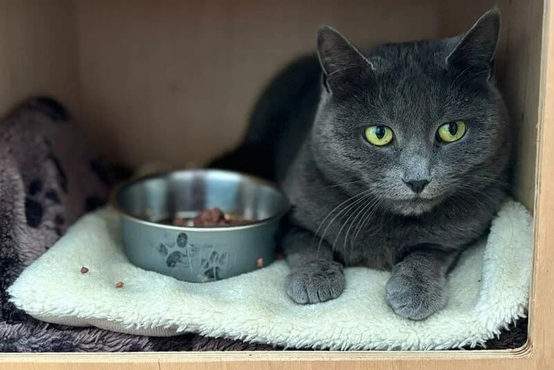 Yanara,  Mixed Breed for adoption at Anihelp Tierhilfe, Anihelp photo 3