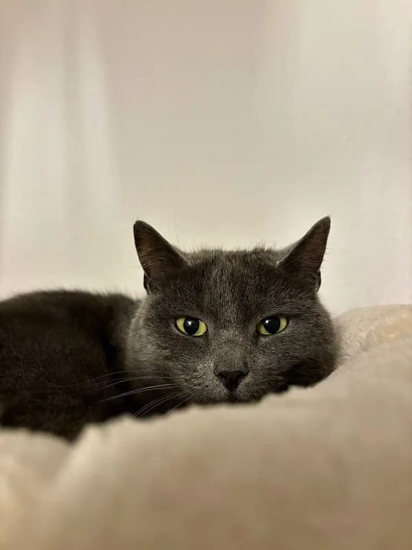 Yanara,  Mixed Breed for adoption at Anihelp Tierhilfe, Anihelp photo 4