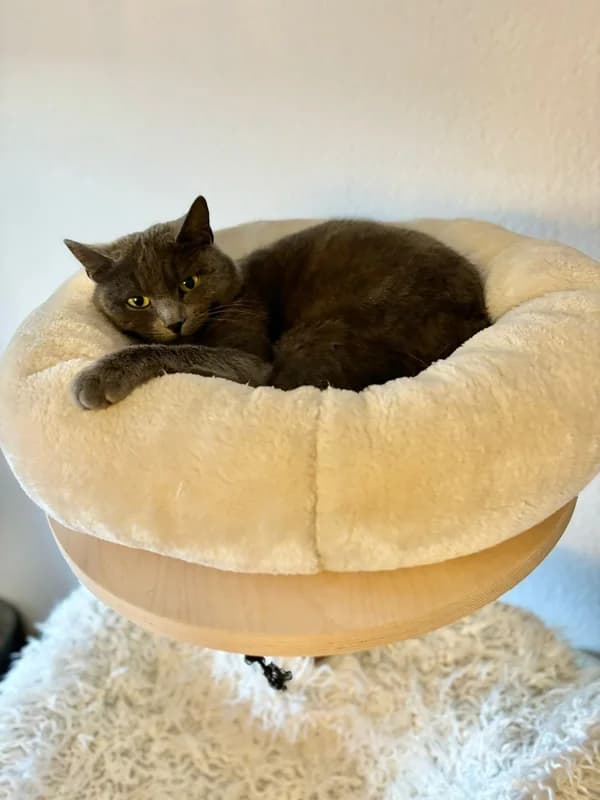 Yanara,  Mixed Breed for adoption at Anihelp Tierhilfe, Anihelp photo 5