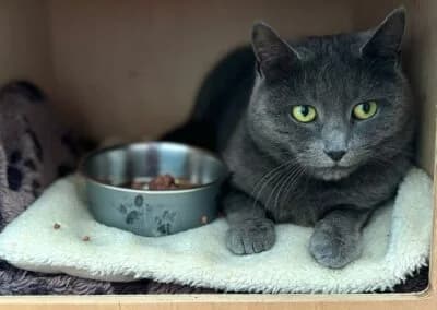 Yanara,  Mixed Breed for adoption at Anihelp Tierhilfe, Anihelp photo 6