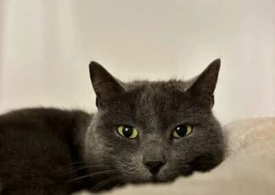 Yanara,  Mixed Breed for adoption at Anihelp Tierhilfe, Anihelp photo 7