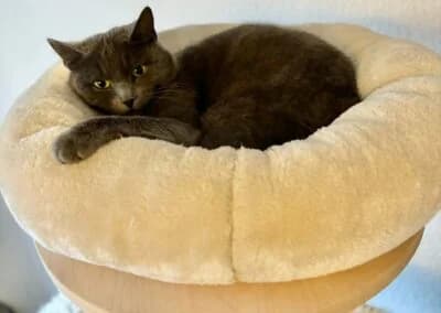 Yanara,  Mixed Breed for adoption at Anihelp Tierhilfe, Anihelp photo 8