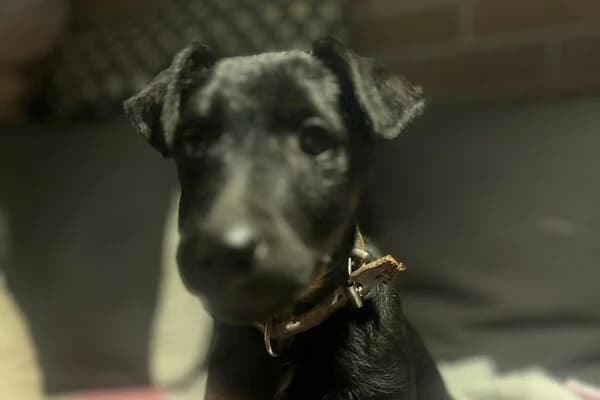 Zorro,  Mixed Breed for adoption at Anihelp Tierhilfe, Anihelp photo 3