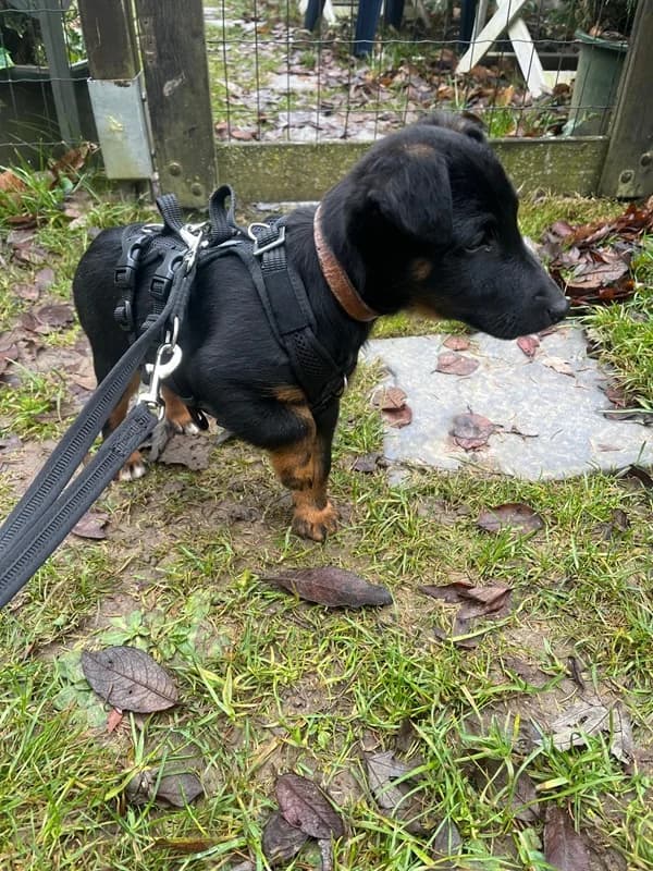 Zorro,  Mixed Breed for adoption at Anihelp Tierhilfe, Anihelp photo 4