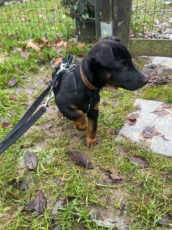 Zorro,  Mixed Breed for adoption at Anihelp Tierhilfe, Anihelp photo 5