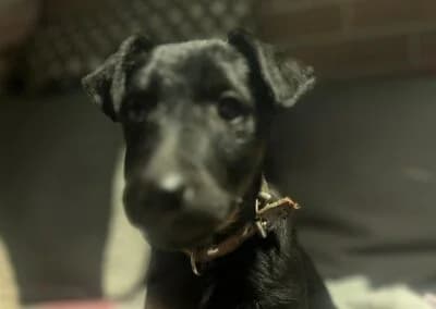 Zorro,  Mixed Breed for adoption at Anihelp Tierhilfe, Anihelp photo 6