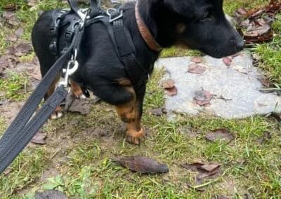 Zorro,  Mixed Breed for adoption at Anihelp Tierhilfe, Anihelp photo 7