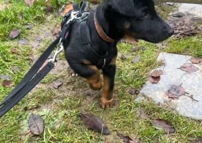 Zorro,  Mixed Breed for adoption at Anihelp Tierhilfe, Anihelp photo 8