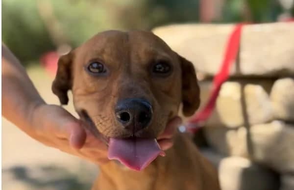 Abner, male 4yo Dachshund for adoption at Animal Happyend, Animal Happyend