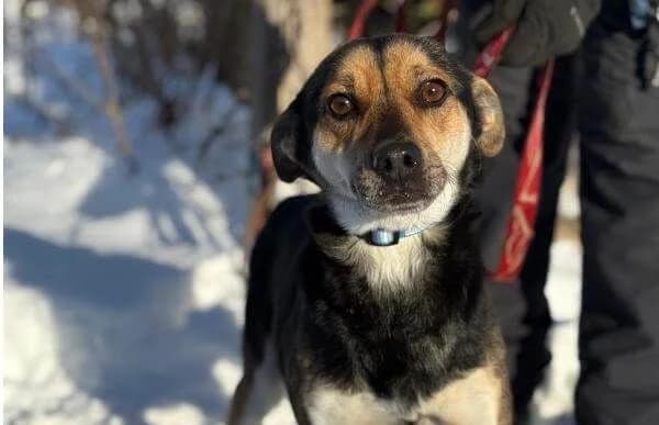 Alek-2, male 3yo Mixed Breed for adoption at Animal Happyend, Animal Happyend