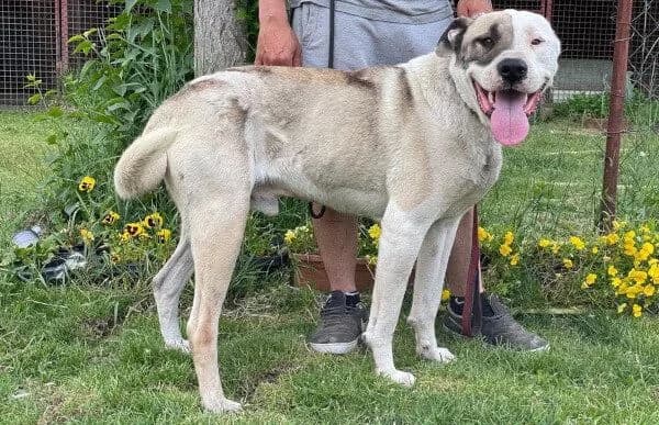 Alfonz-2, male 6yo mixed breed for adoption at Animal Happyend, Animal Happyend