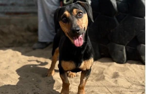 Ali-2, male Dachshund for adoption at Animal Happyend