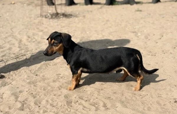 Ali-2, male Dachshund for adoption at Animal Happyend, Animal Happyend photo 2