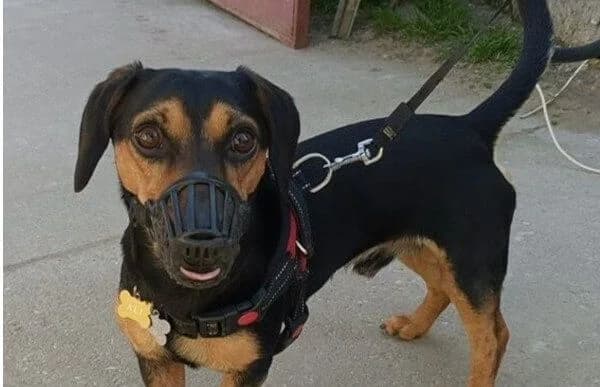 Ali-2, male Dachshund for adoption at Animal Happyend, Animal Happyend photo 3