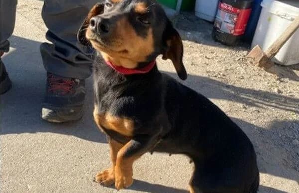 Alizee, female 3yo Dachshund for adoption at Animal Happyend, Animal Happyend
