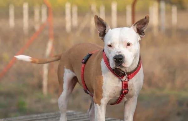Amidala, female senior mixed breed for adoption at Animal Happyend, Animal Happyend