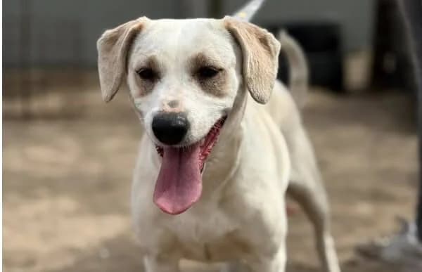 Amrita, female 5yo Mixed Breed for adoption at Animal Happyend, Animal Happyend