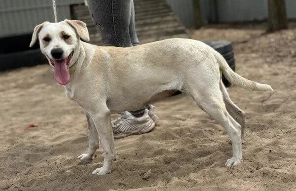 Amrita, female Mixed Breed for adoption at Animal Happyend, Animal Happyend — photo 2 of 3