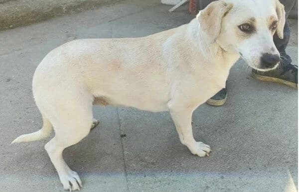 Amrita, female Mixed Breed for adoption at Animal Happyend, Animal Happyend — photo 3 of 3