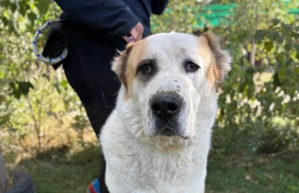 Amun, male mixed breed for adoption at Animal Happyend