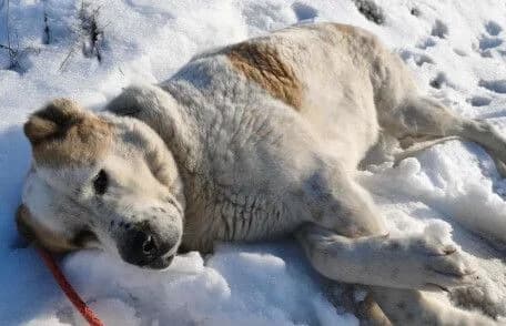 Amun, male mixed breed for adoption at Animal Happyend, Animal Happyend photo 2