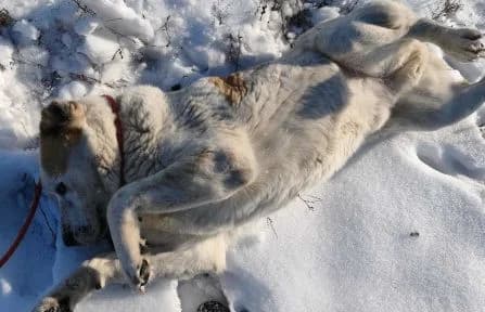 Amun, male mixed breed for adoption at Animal Happyend, Animal Happyend photo 3