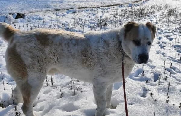 Amun, male mixed breed for adoption at Animal Happyend, Animal Happyend photo 4